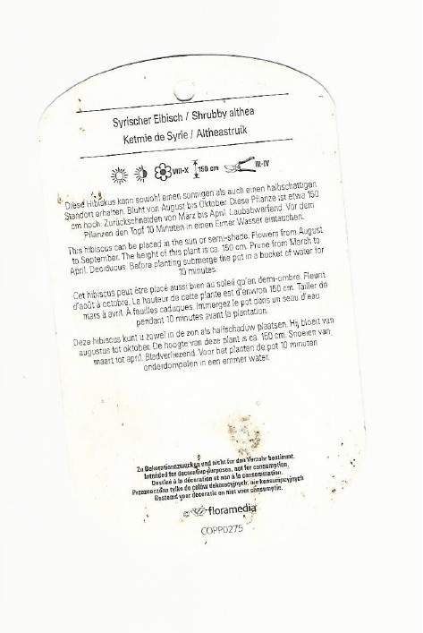 Hibiscus Syriacus Boule de feu 0002.jpg